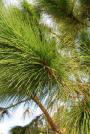 Long Leaf Pine -Pinus palustris